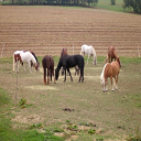 Reiten Passau Michael Krompa in Grubweg